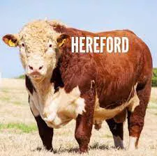 hereford