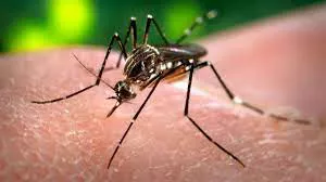 aedes