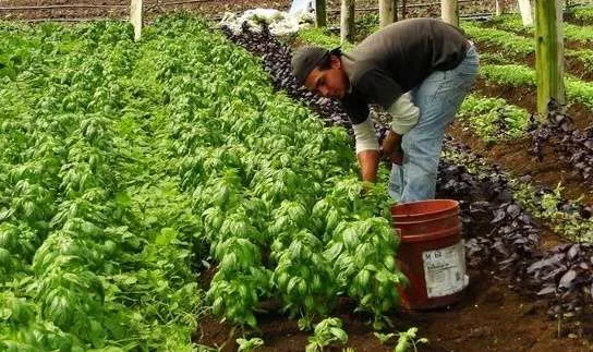 Programa Patios productivos