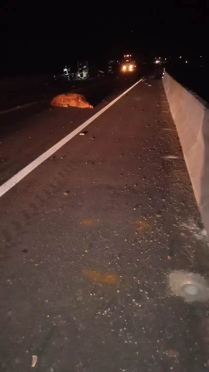 vaca muerta en ruta 2