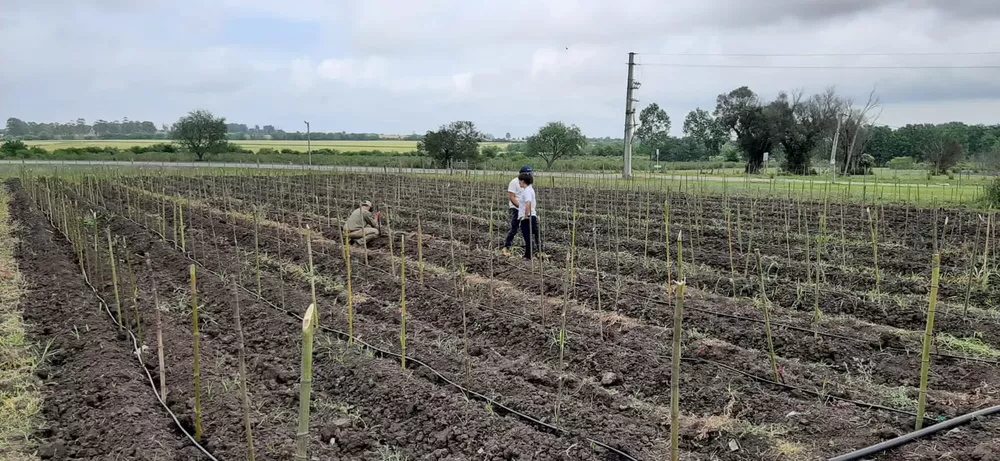 plantación de vides en Mauá 3