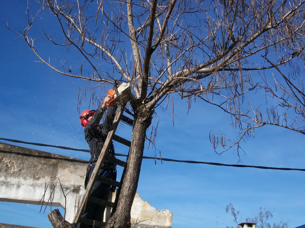 poda de arboles (1)