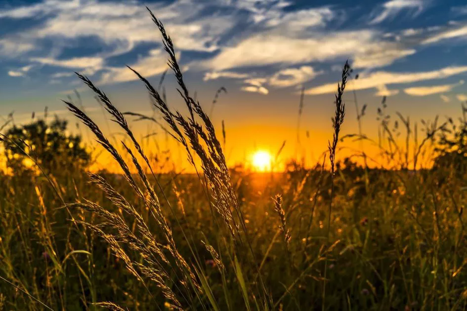 Trigo atardecer_0