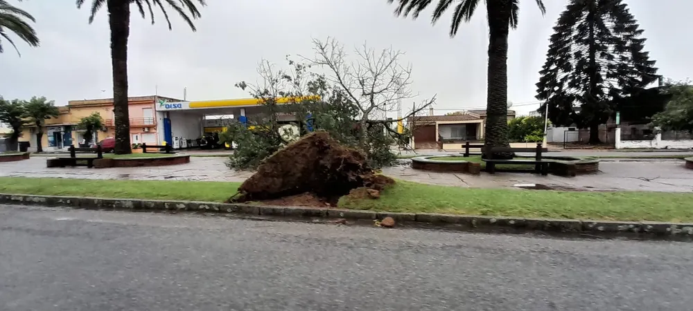 cardona viento 17