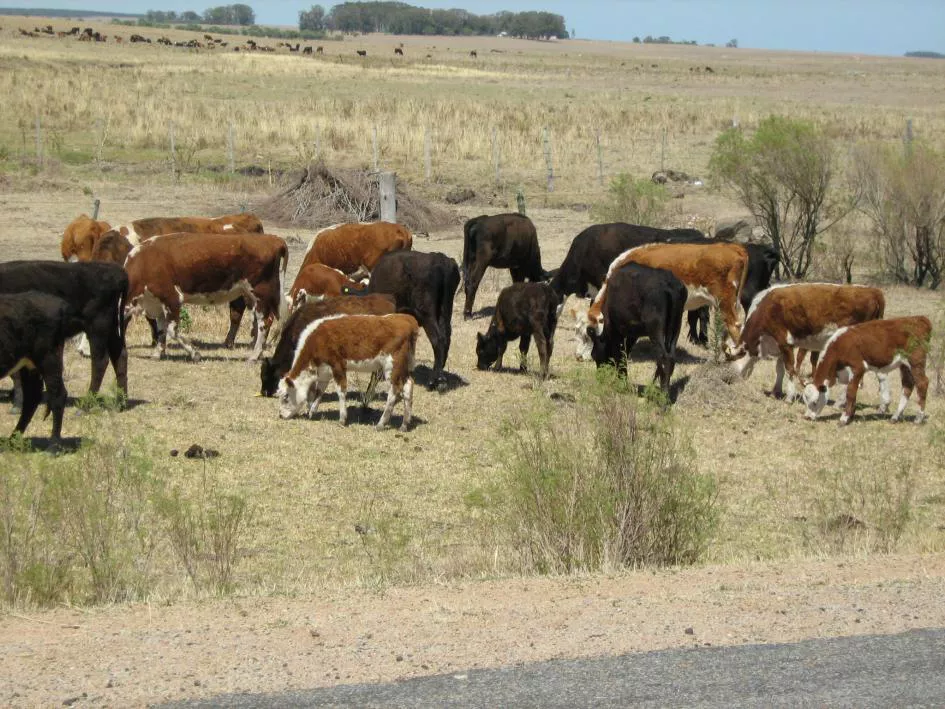 animales via publica