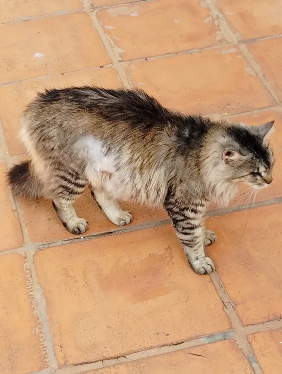 castraciones de perros y gatos llegó a 3.000 - 2