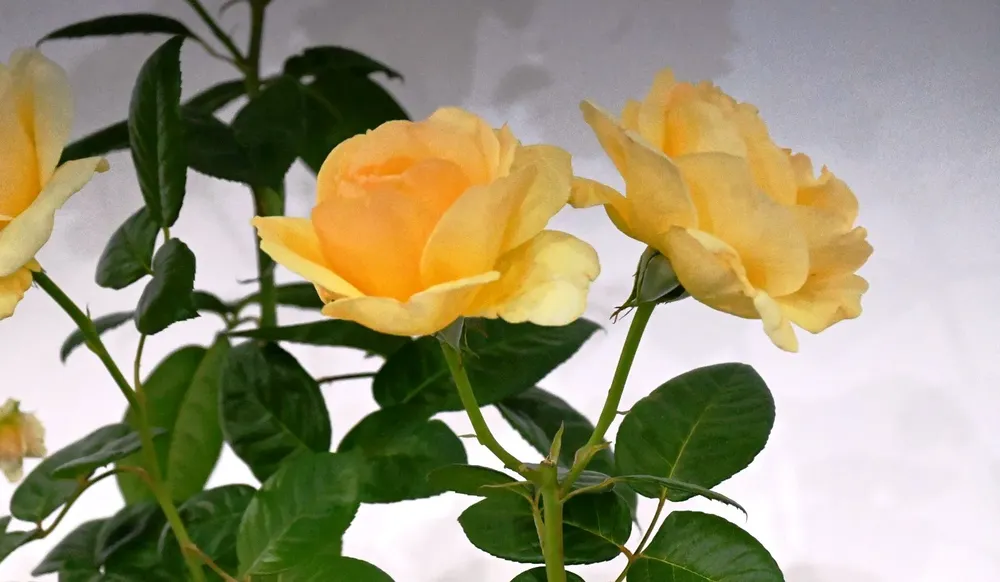 FIESTA DE LA ROSA UN AÑO MAS