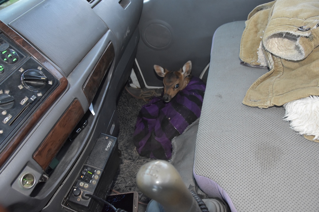 Bambi1