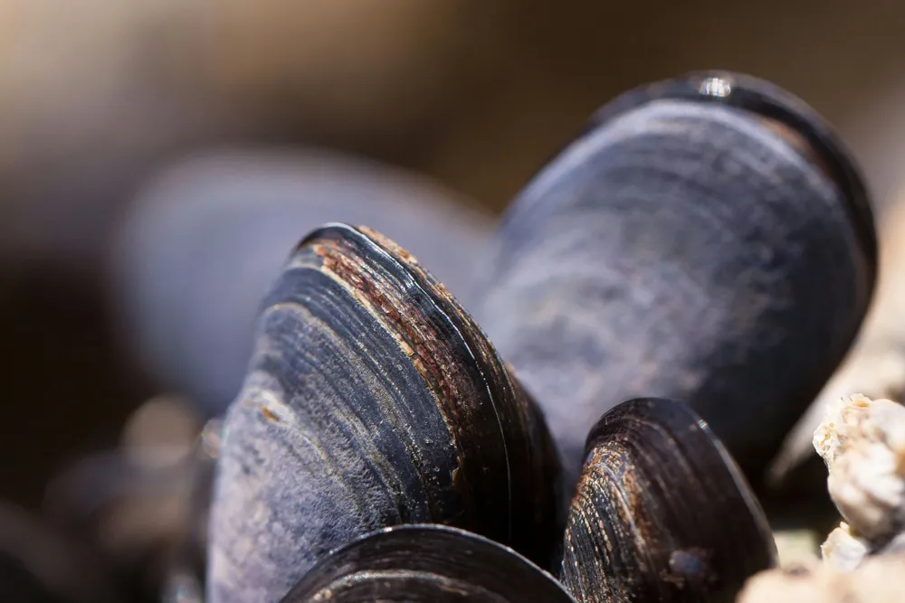 mejillones