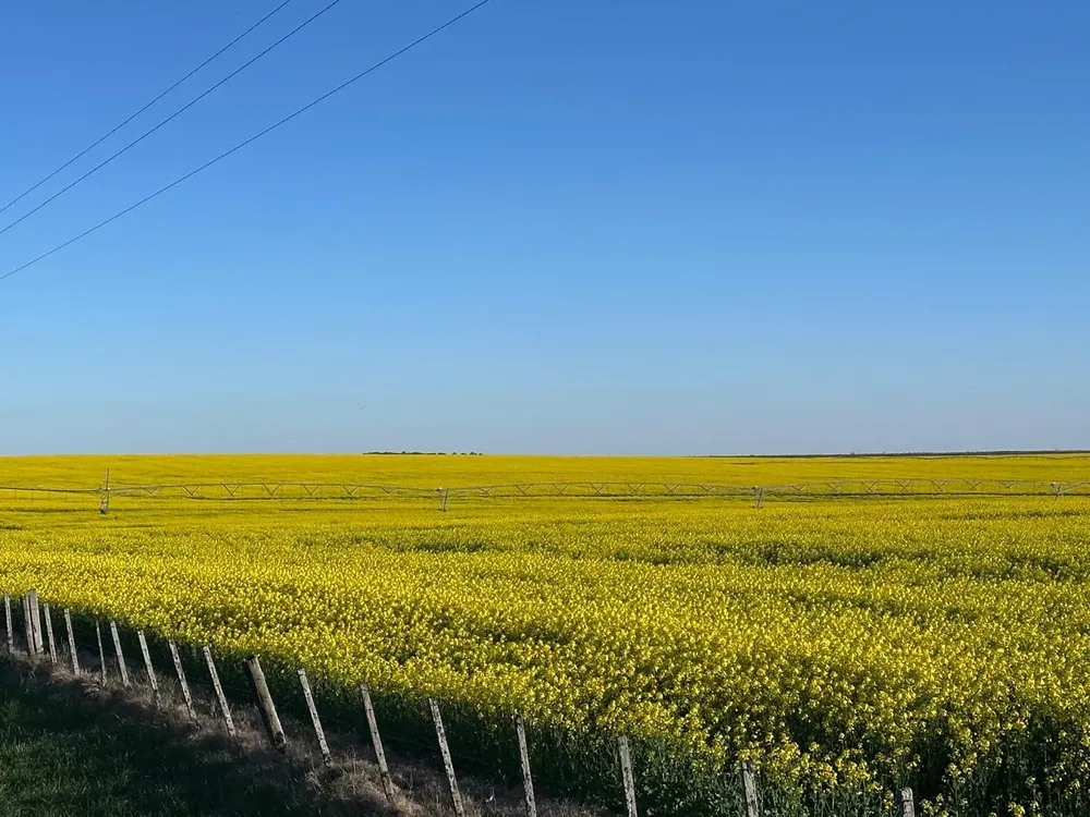 Colza