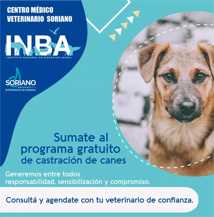 castracion de perro imagen