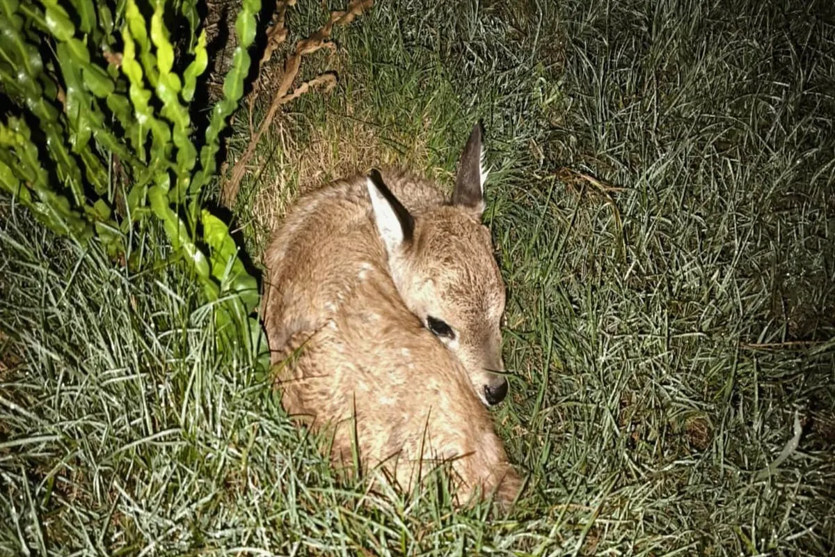 venado ecfa 3241
