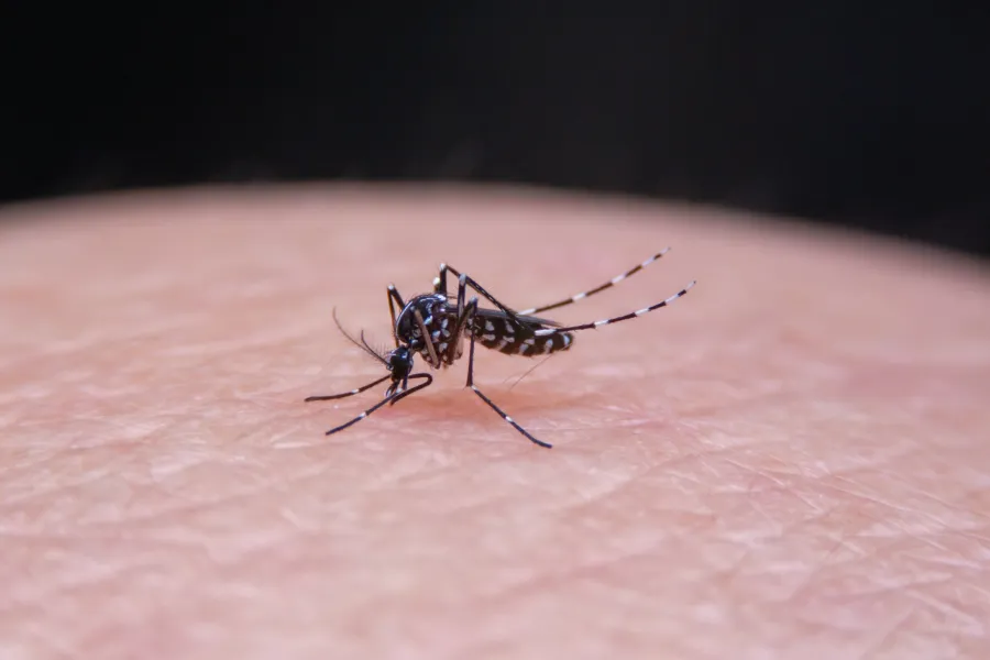mosquitotigre