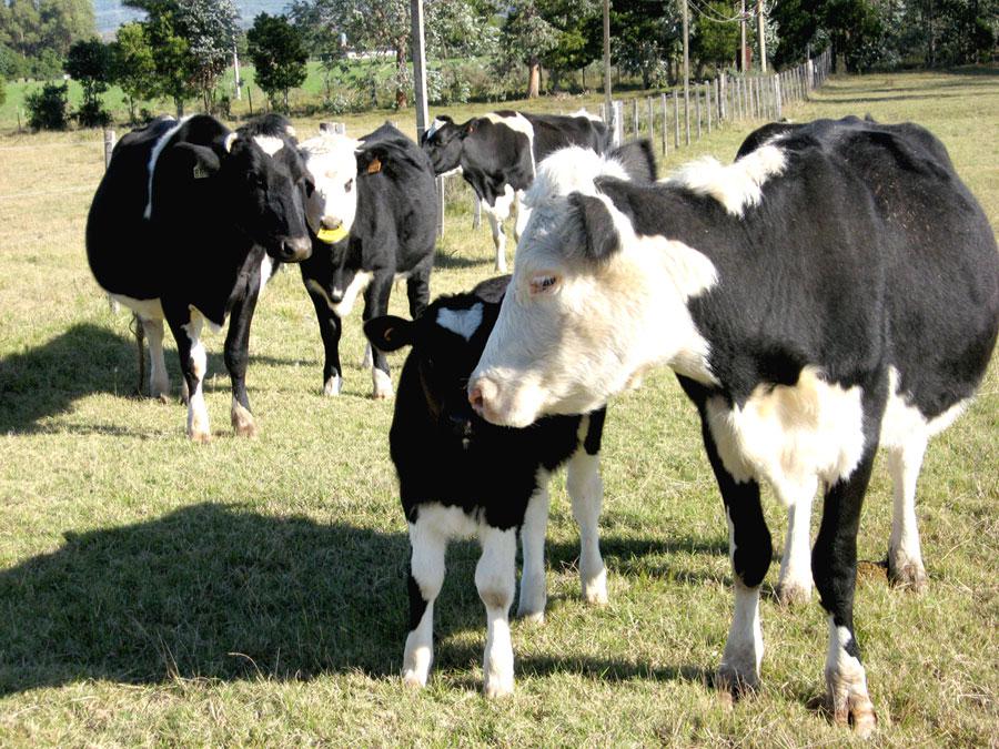 vacas lecheras