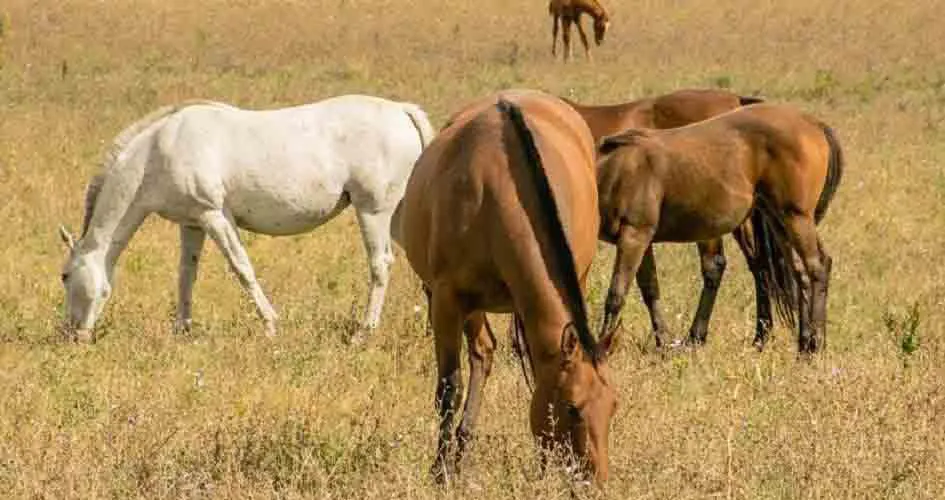 equina