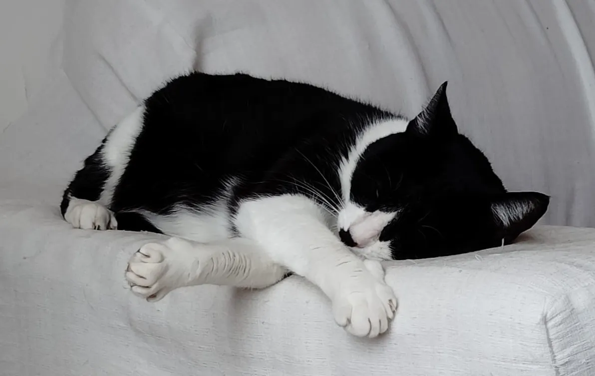 castraciones de mascotas marcan incremento en felinos