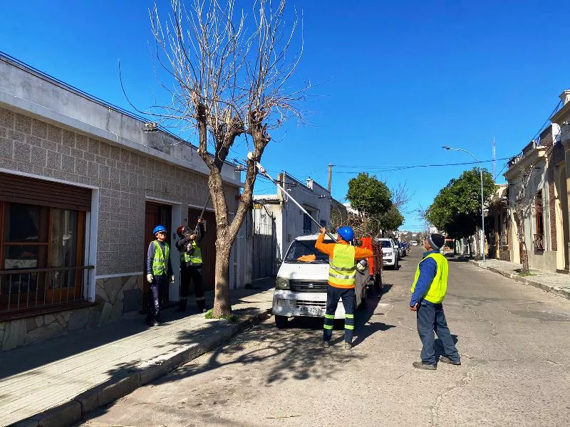 poda de árboles del ornato público 2