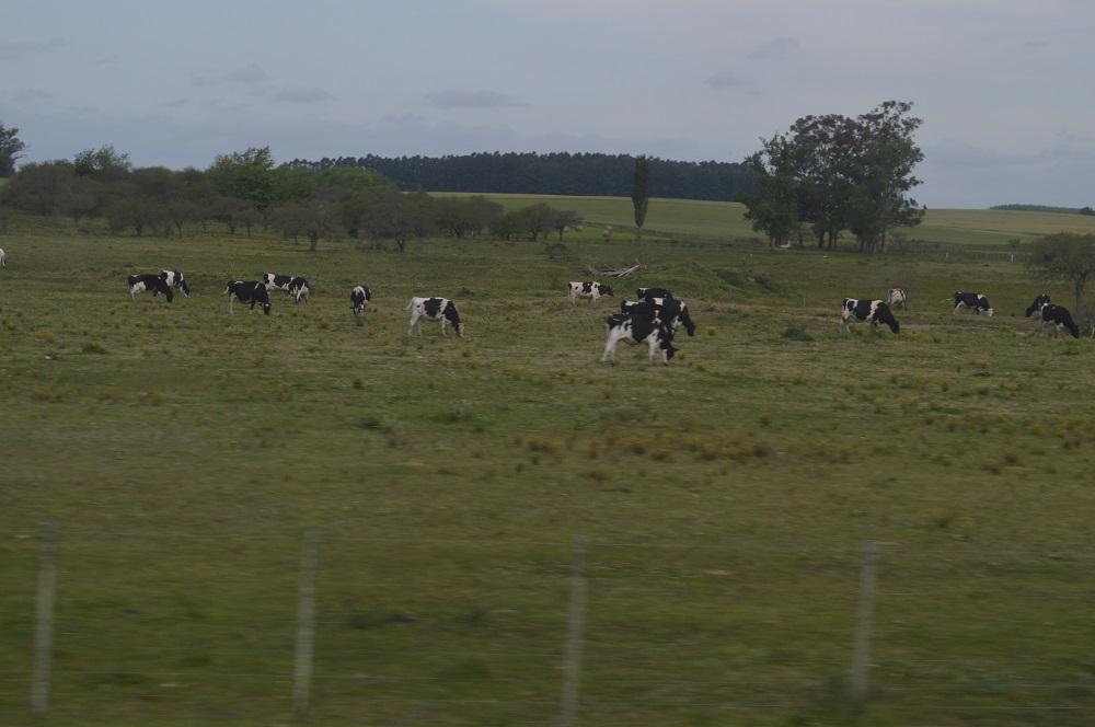 vacas campo