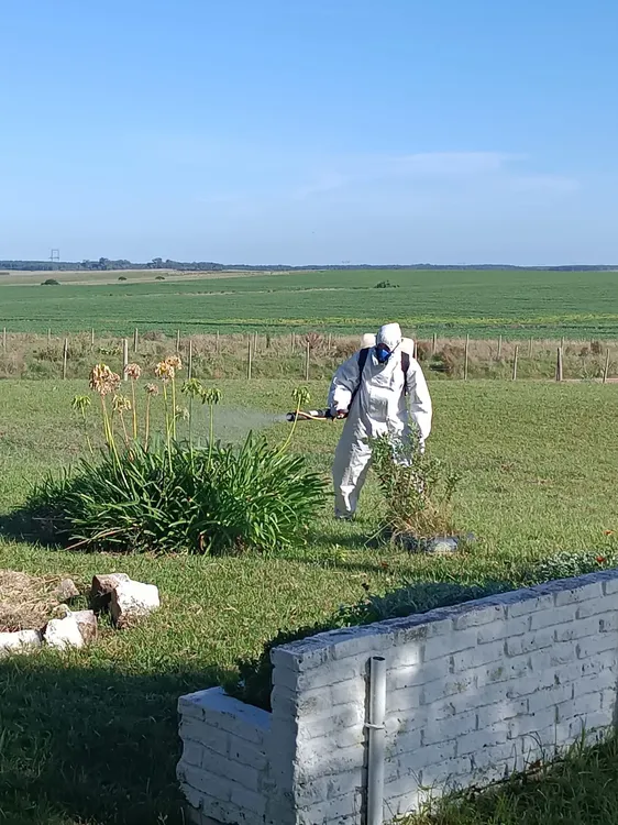 fumigación contra mosquitos - 1