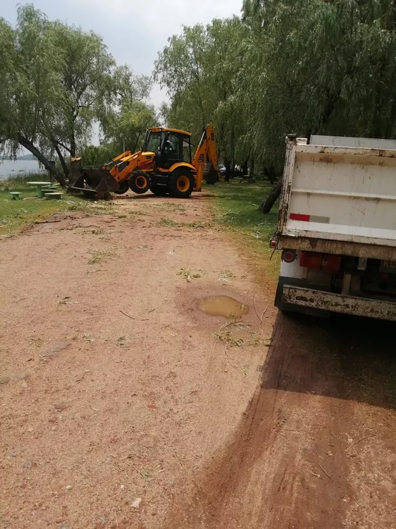 caida arbol
