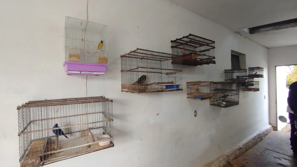 Aves rescatadas