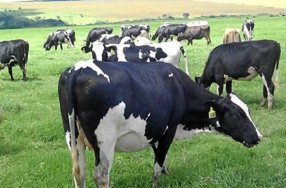 vacas lecheras_0