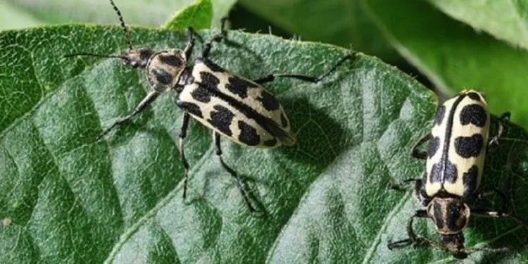 Escarabajo-Siete-de-oro-MGAP-750x375
