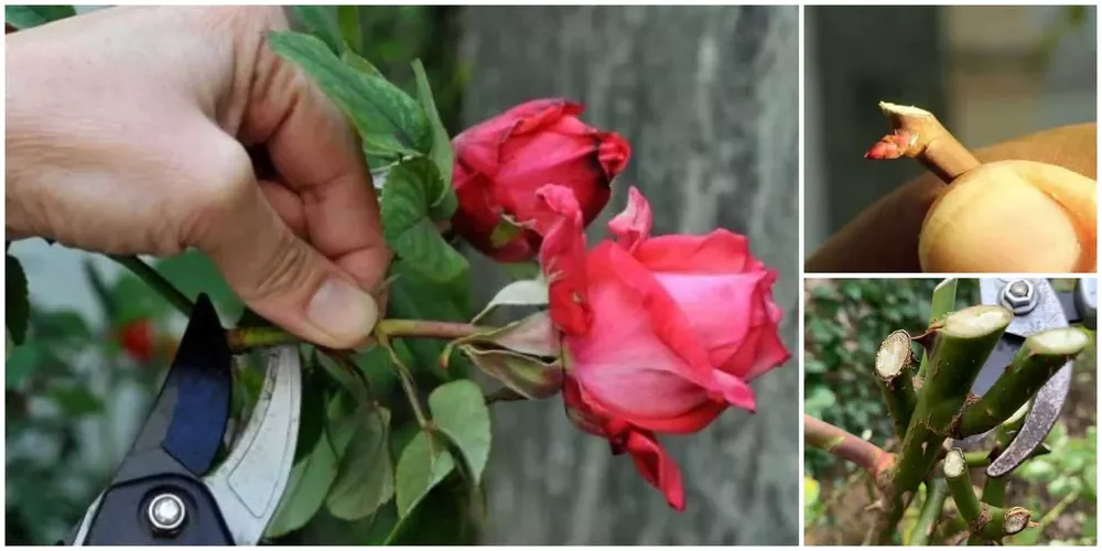 como-podar-rosas-1