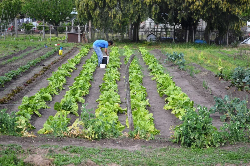 patios productivos (2)