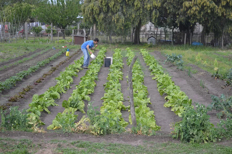 patios productivos (1)