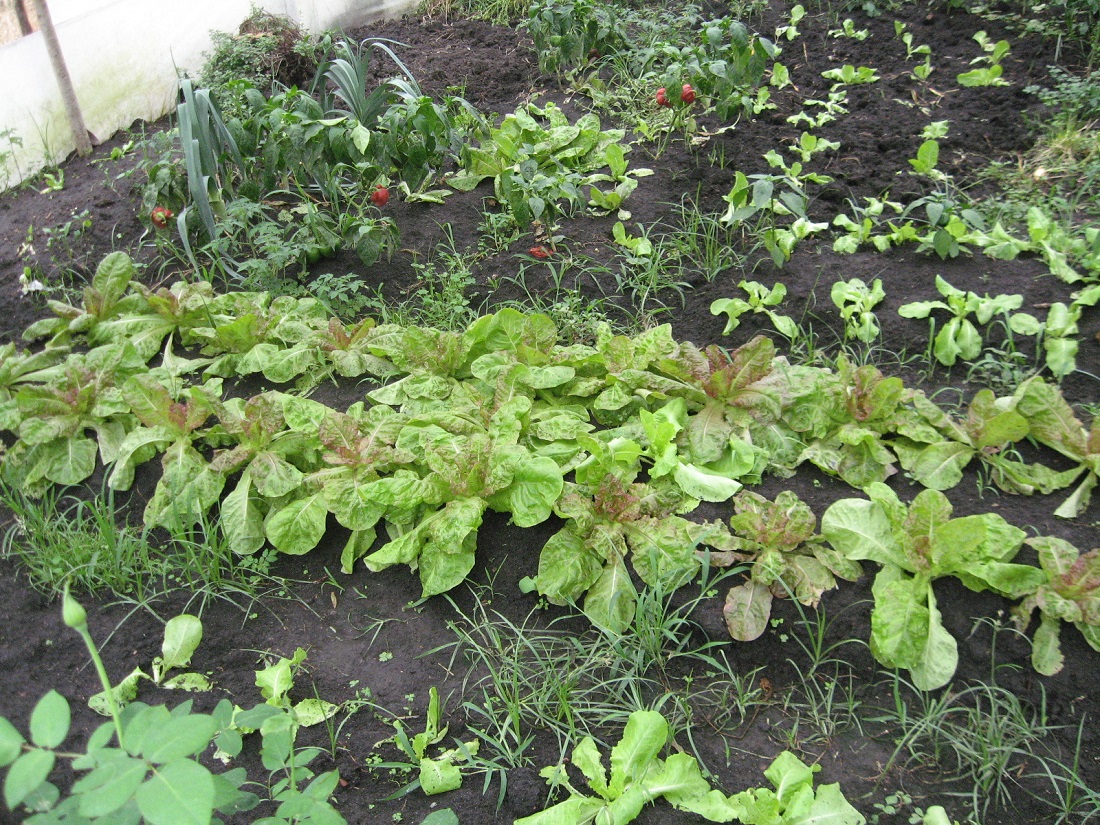 huerta Patios Productivos
