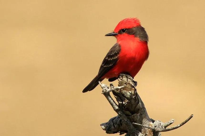 Churrinche_en_setiembre_1200w