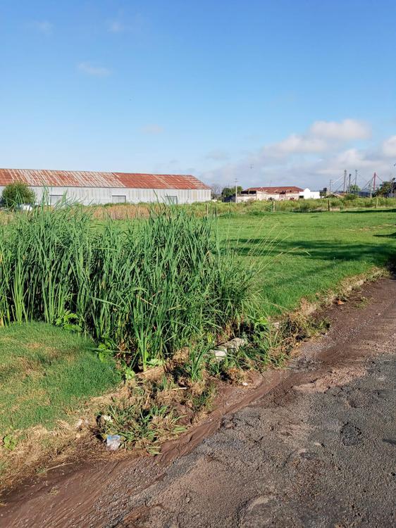 limpieza de sitios - calle Cheveste 1