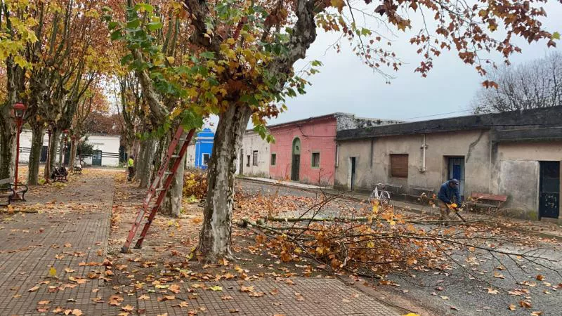 poda otoñal en Villa Soriano 1