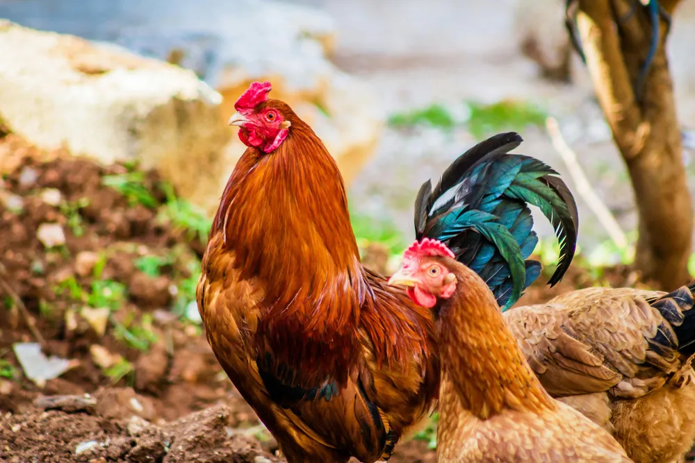 gallina 234134