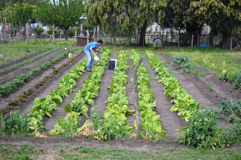 patios productivos (1)