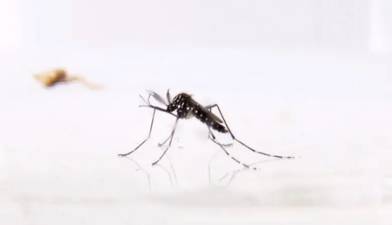 mosquito