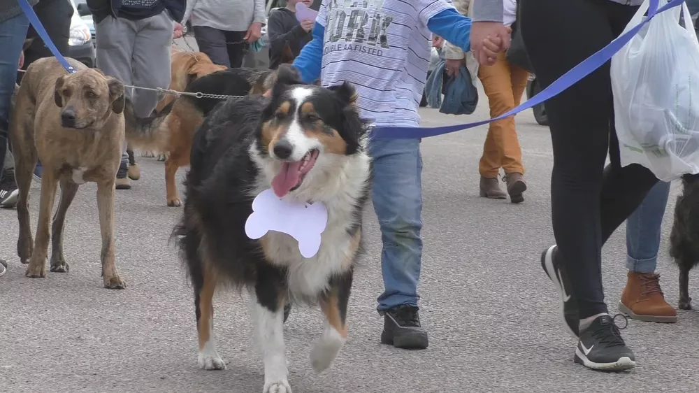 mascota caminata 2019 (5)