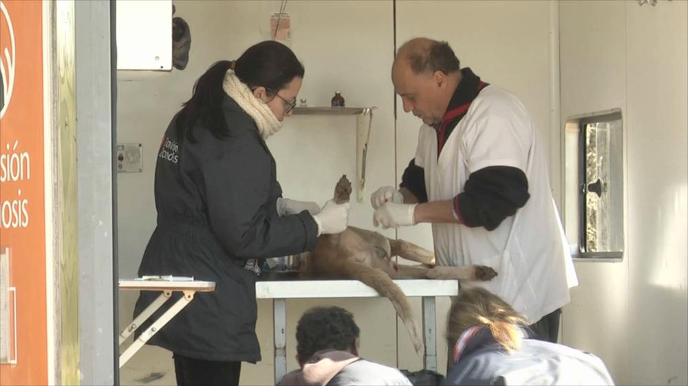 castracion (2)