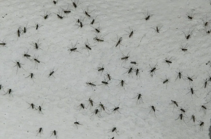 mosquitos-828x548