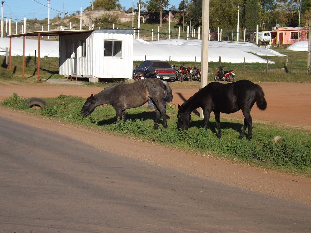 caballos sueltos (2)
