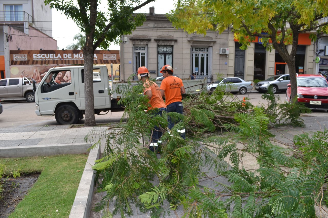 thumbnail_podas en plaza Independencia 6