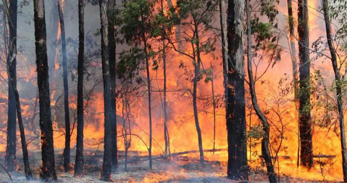 incendio-forestal
