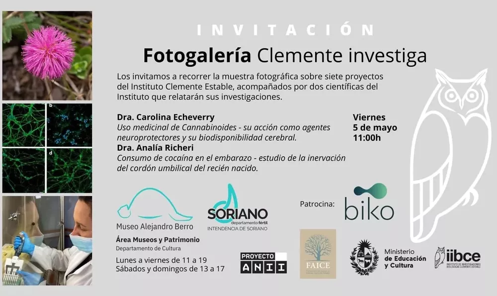fotogaleria clemente estable
